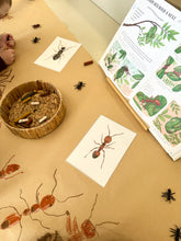 Load image into Gallery viewer, &#39;Hey, Little Ant&#39; Activity Pack
